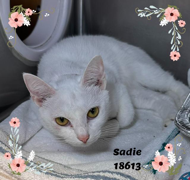 SADIE (R), an adopted mixed breed in Marietta, GA image 3/5