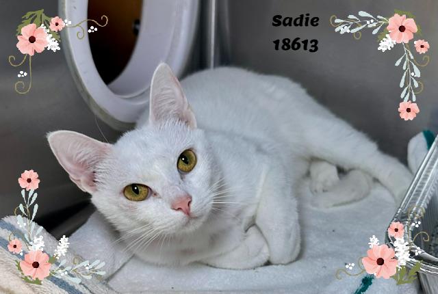 SADIE (R), an adopted mixed breed in Marietta, GA image 4/5