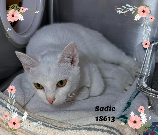 SADIE (R), an adopted mixed breed in Marietta, GA image 2/5