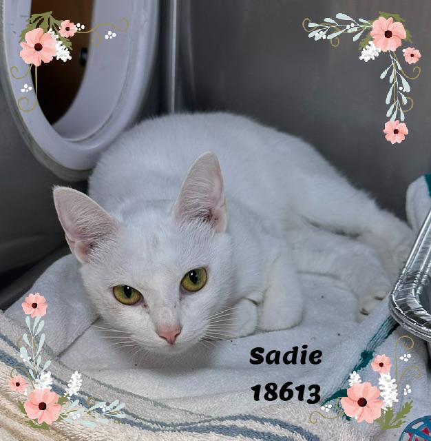 SADIE (R), an adopted mixed breed in Marietta, GA image 5/5