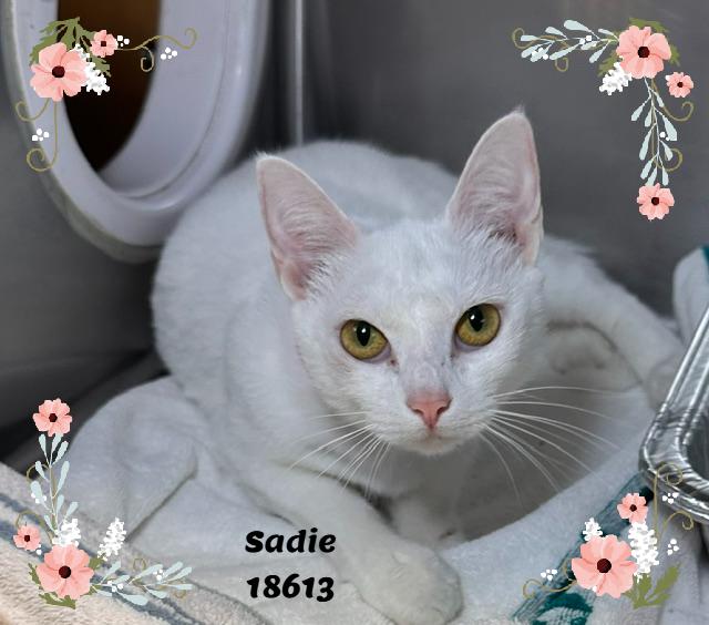 SADIE (R), an adopted mixed breed in Marietta, GA image 1/5
