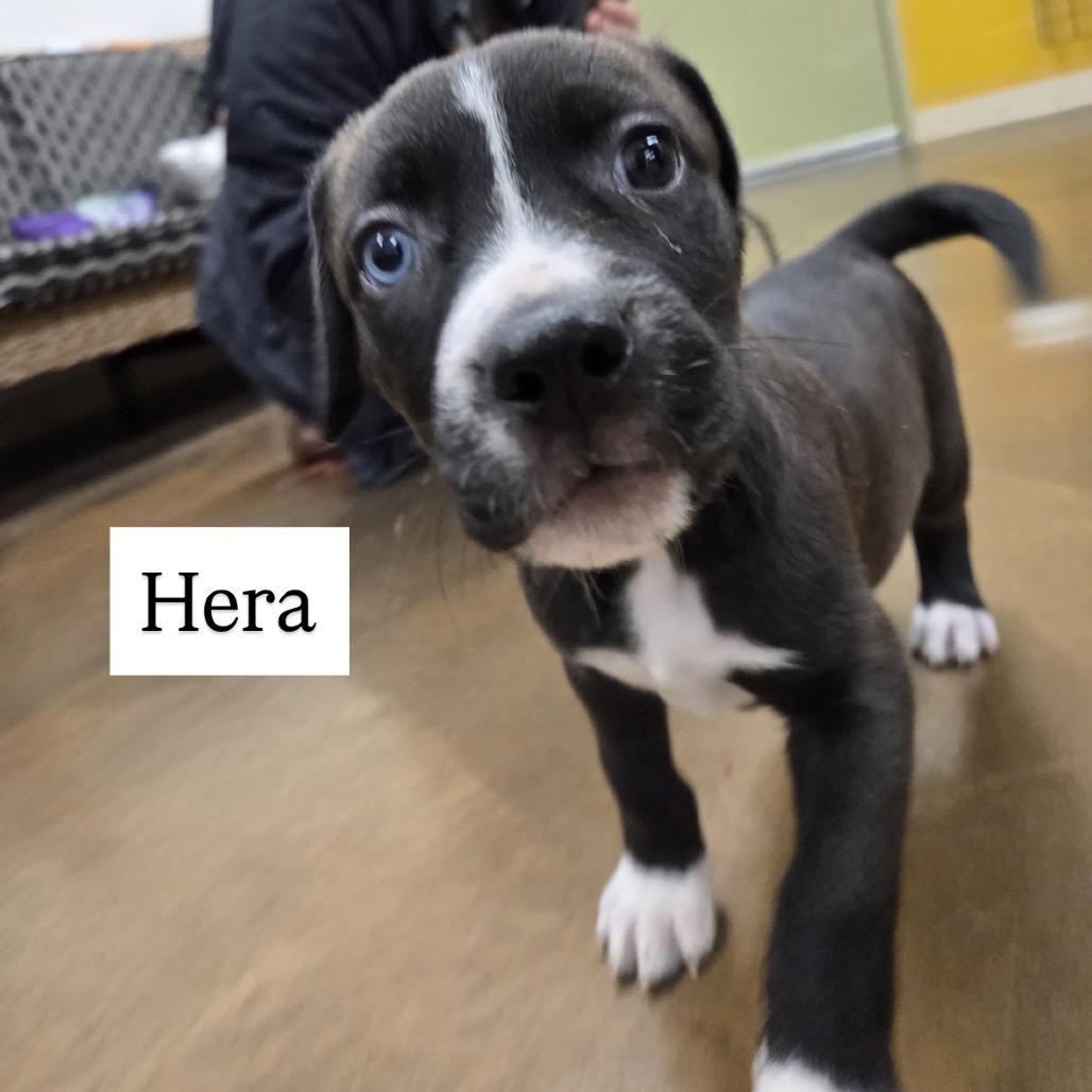 Hera, Adoptable, Puppy Female Pit Bull Terrier.