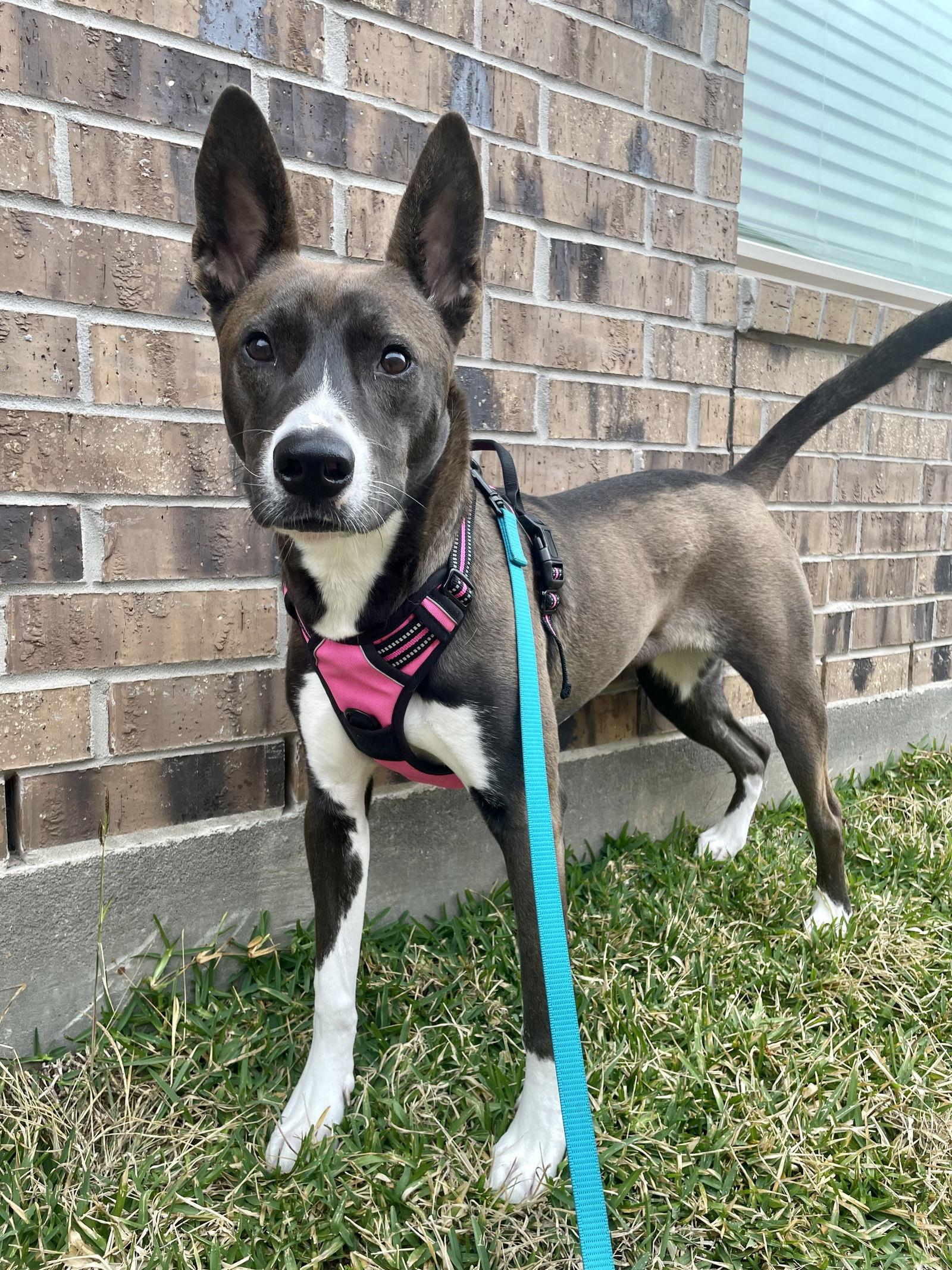 Chloe, Adoptable, Adult Female German Shepherd Dog & Belgian Shepherd / Malinois.
