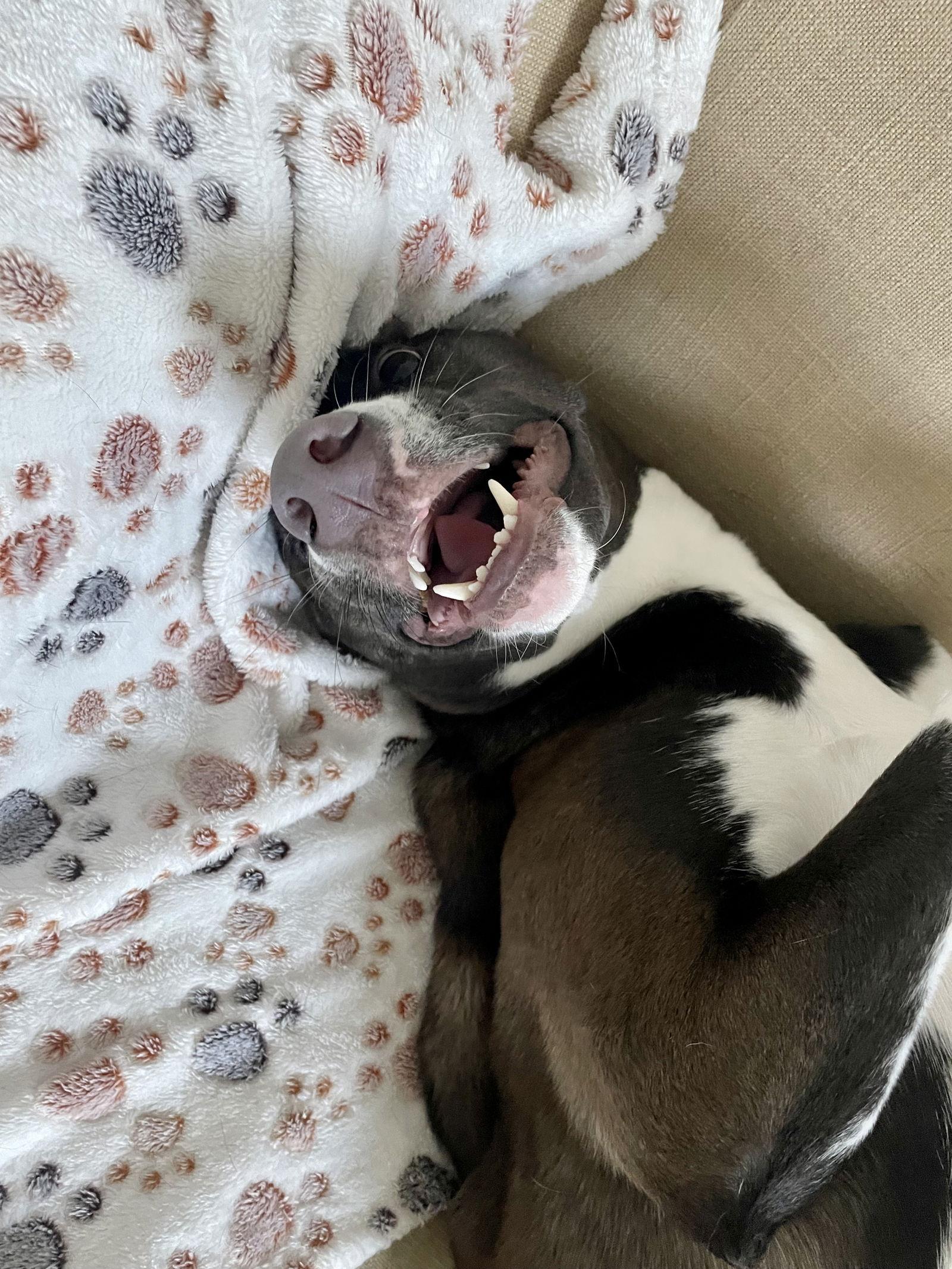 Enlarge Chloe, a Adoptable mixed breed in The Woodlands, TX image 2/3