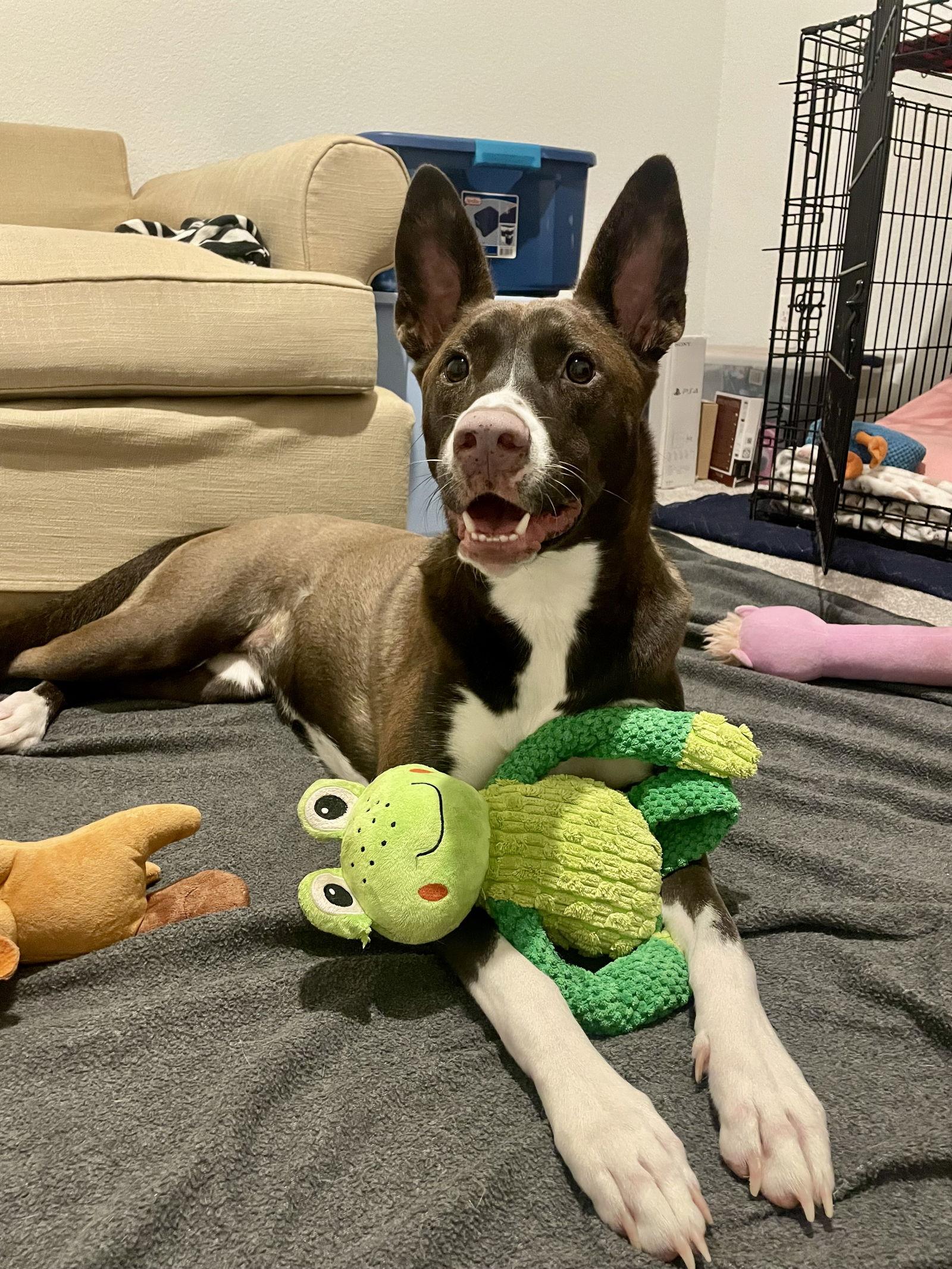 Enlarge Chloe, a Adoptable mixed breed in The Woodlands, TX image 3/3