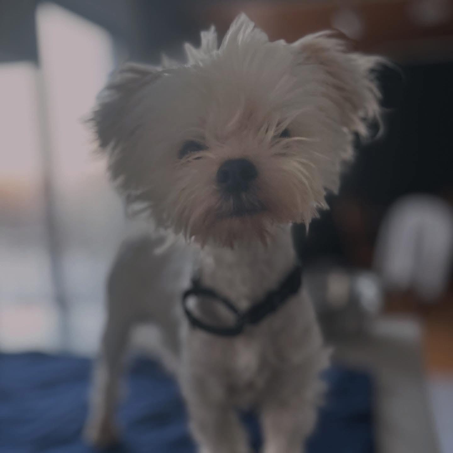 Morgan, an adopted mixed breed in West Falls, NY image 2/2