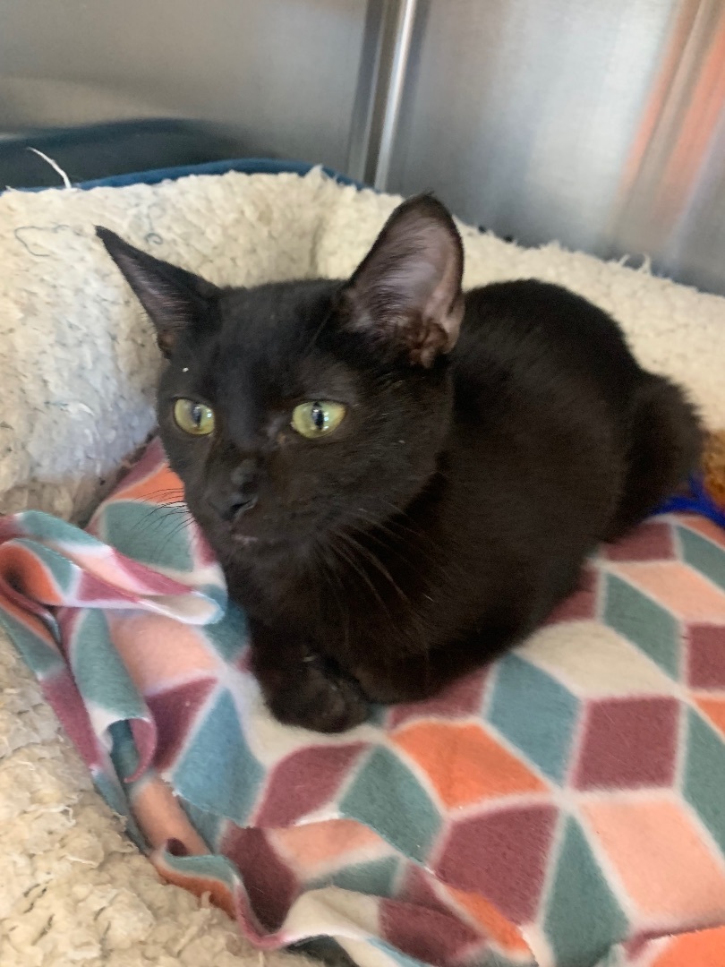 Enlarge Rebel, a Adoptable Domestic Short Hair in Mabank, TX image 1/1