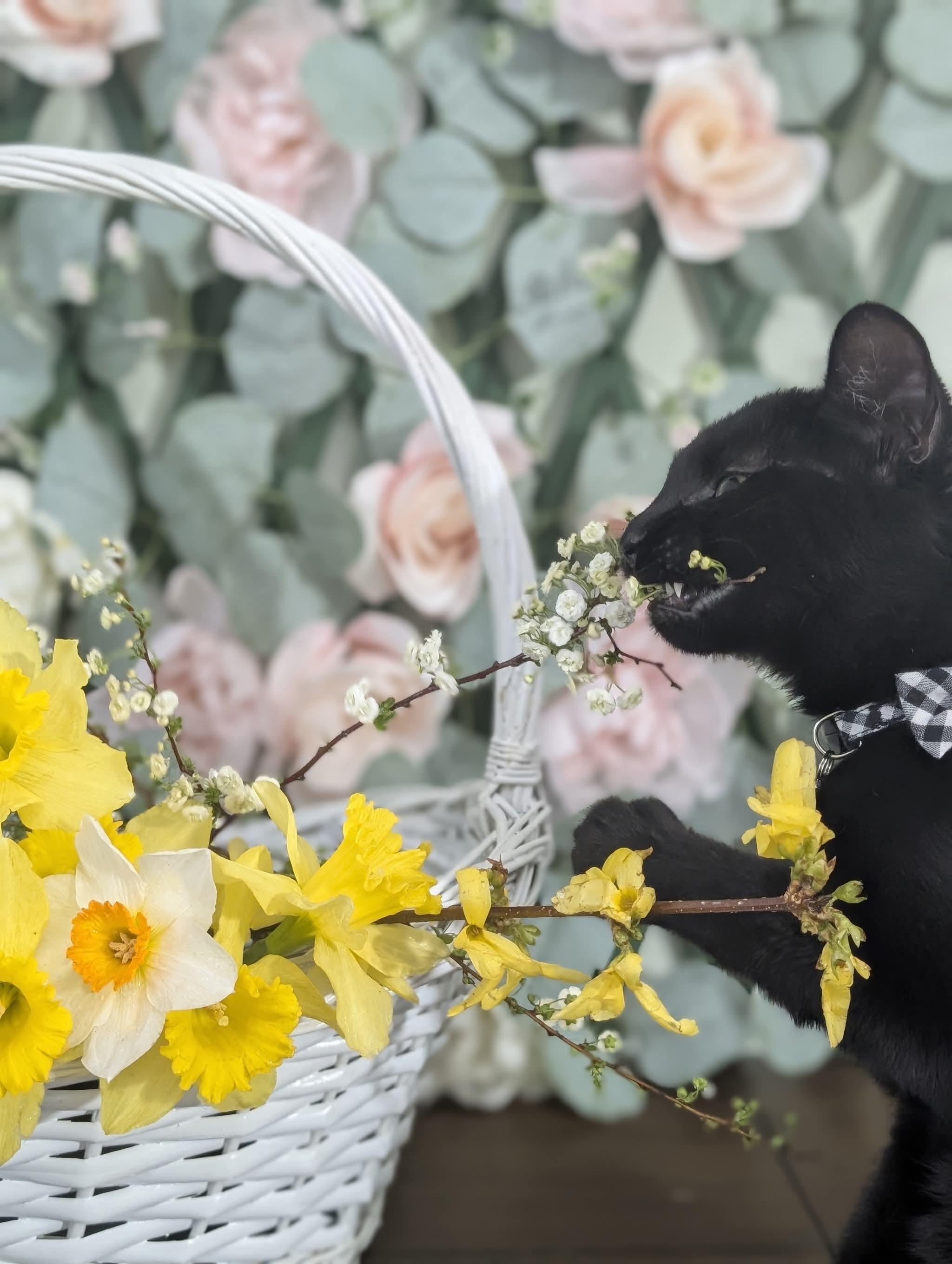 Enlarge Jingle Bell , a ADOPTABLE Domestic Short Hair in Bensalem, PA image 2/2