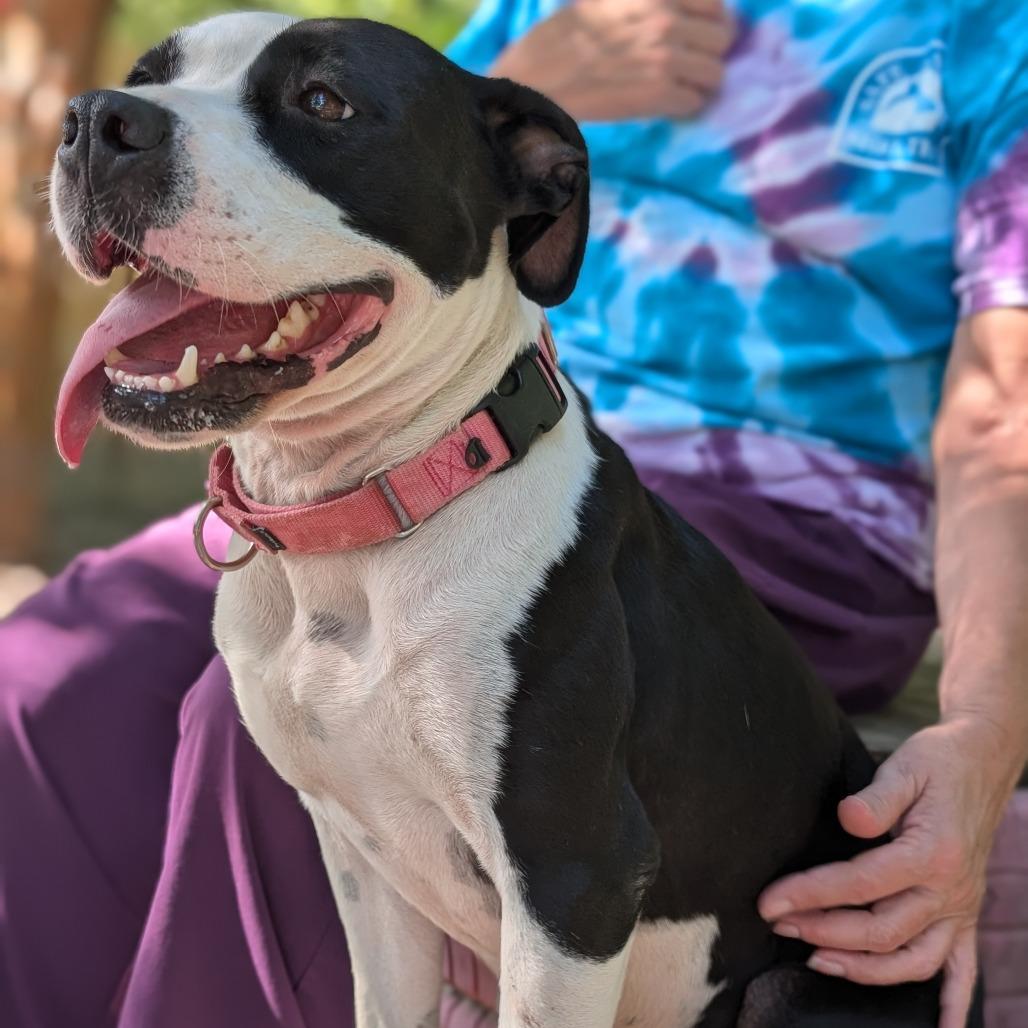 Char Char 28097, Adoptable, Adult Female Mixed Breed.