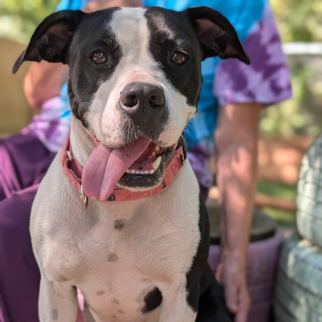 Enlarge Char Char 28097, a Adoptable Mixed Breed in Middleburg, FL image 2/5