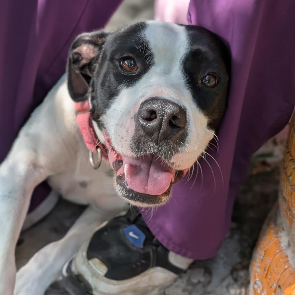 Enlarge Char Char 28097, a Adoptable Mixed Breed in Middleburg, FL image 3/5