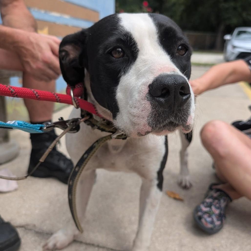 Enlarge Char Char 28097, a Adoptable Mixed Breed in Middleburg, FL image 4/5