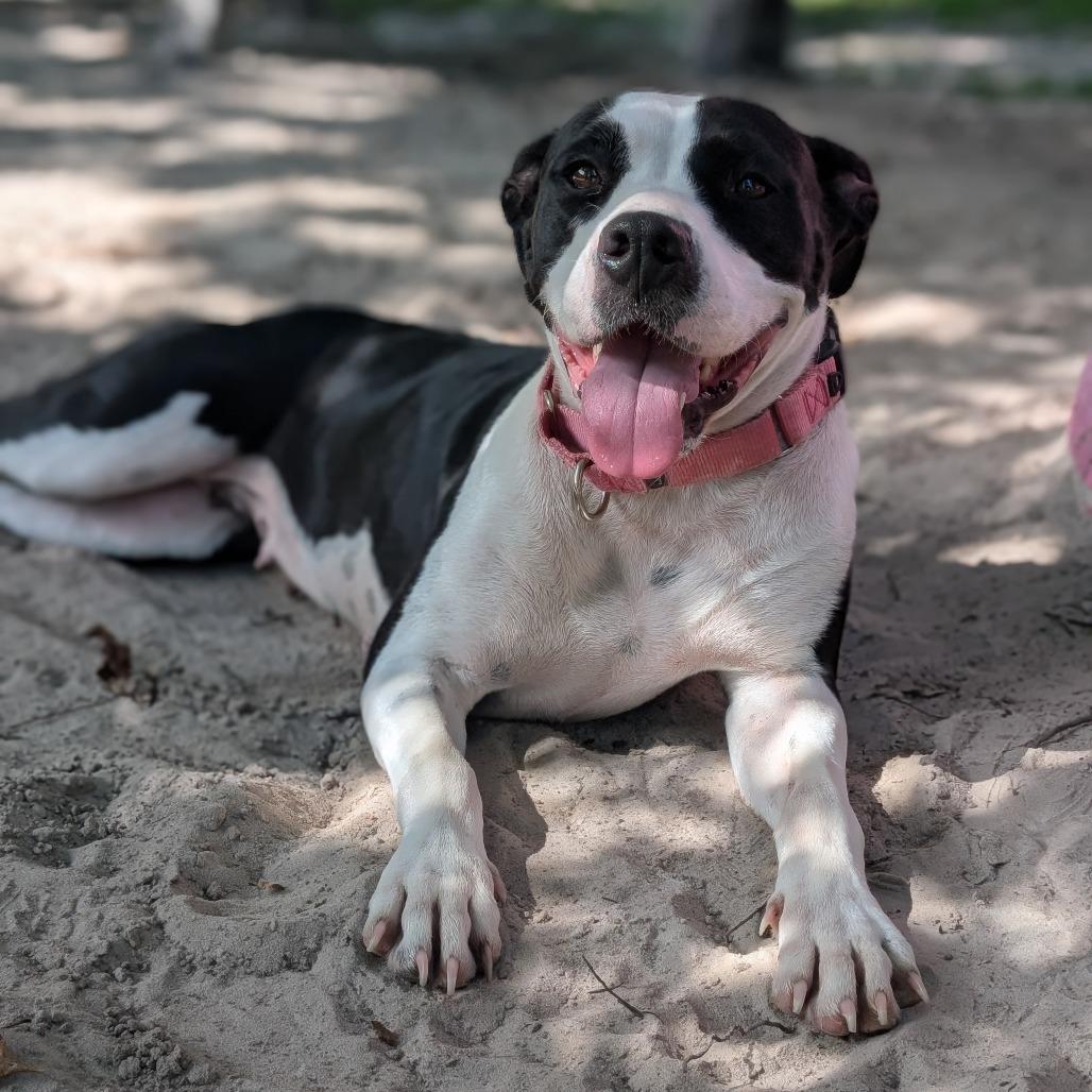 Enlarge Char Char 28097, a Adoptable Mixed Breed in Middleburg, FL image 5/5