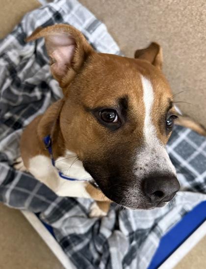 Teddy, Adoptable, Puppy Male Pit Bull Terrier & Mixed Breed.