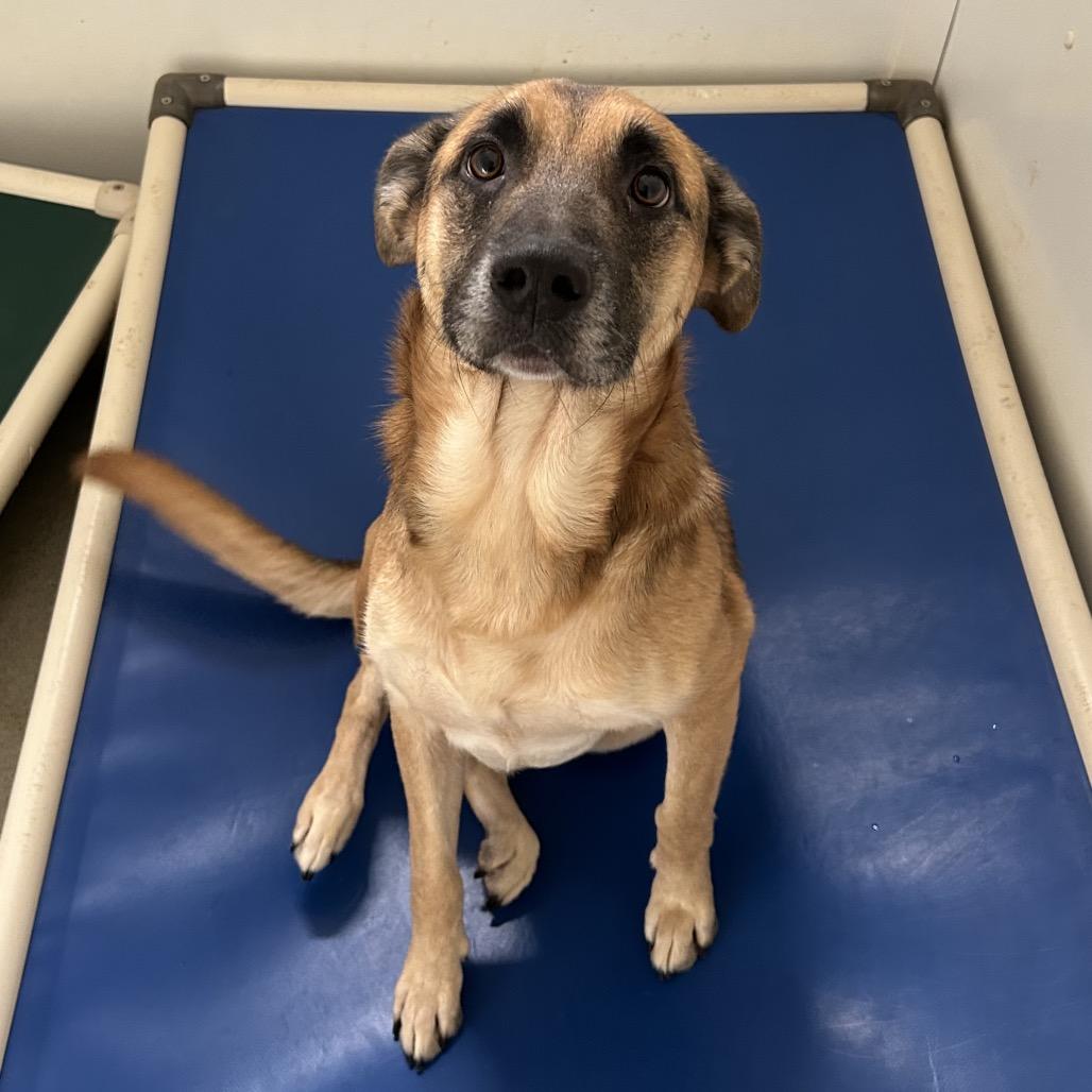 Scribble, Adoptable, Adult Male German Shepherd Dog & Mixed Breed.