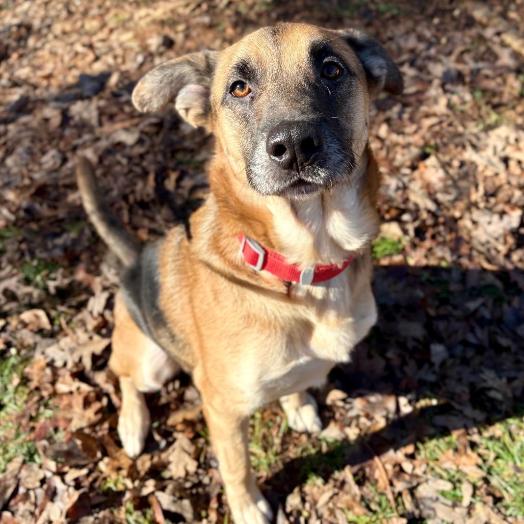 Enlarge Scribble, a Adoptable mixed breed in Rocky Mount, VA image 2/3