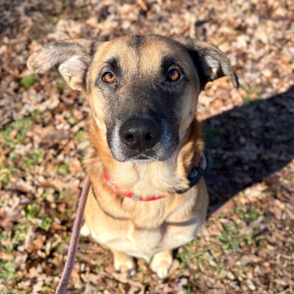 Enlarge Scribble, a Adoptable mixed breed in Rocky Mount, VA image 3/3