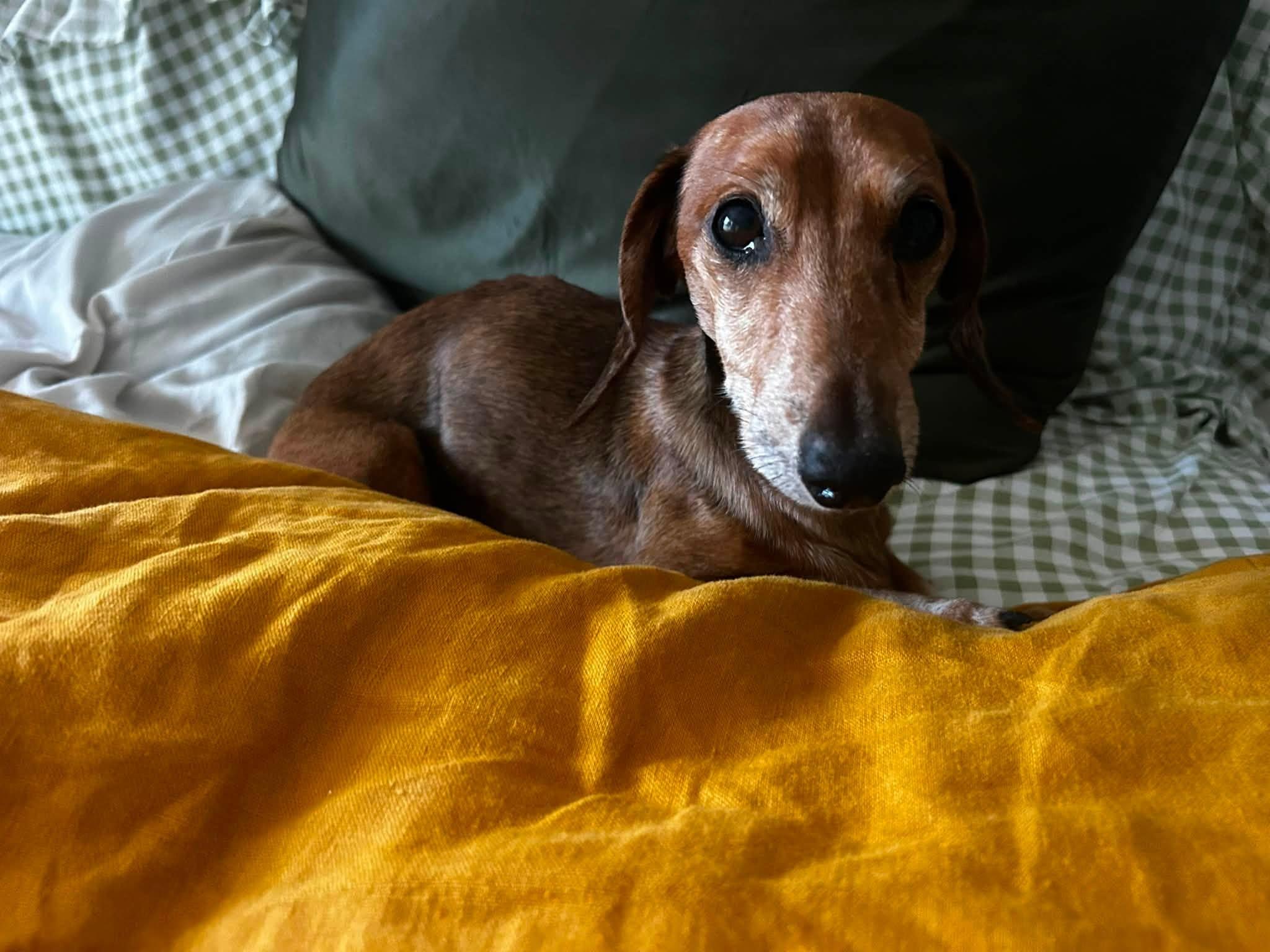 Enlarge Elijah, a ADOPTABLE Dachshund in Scottsdale, AZ image 4/4