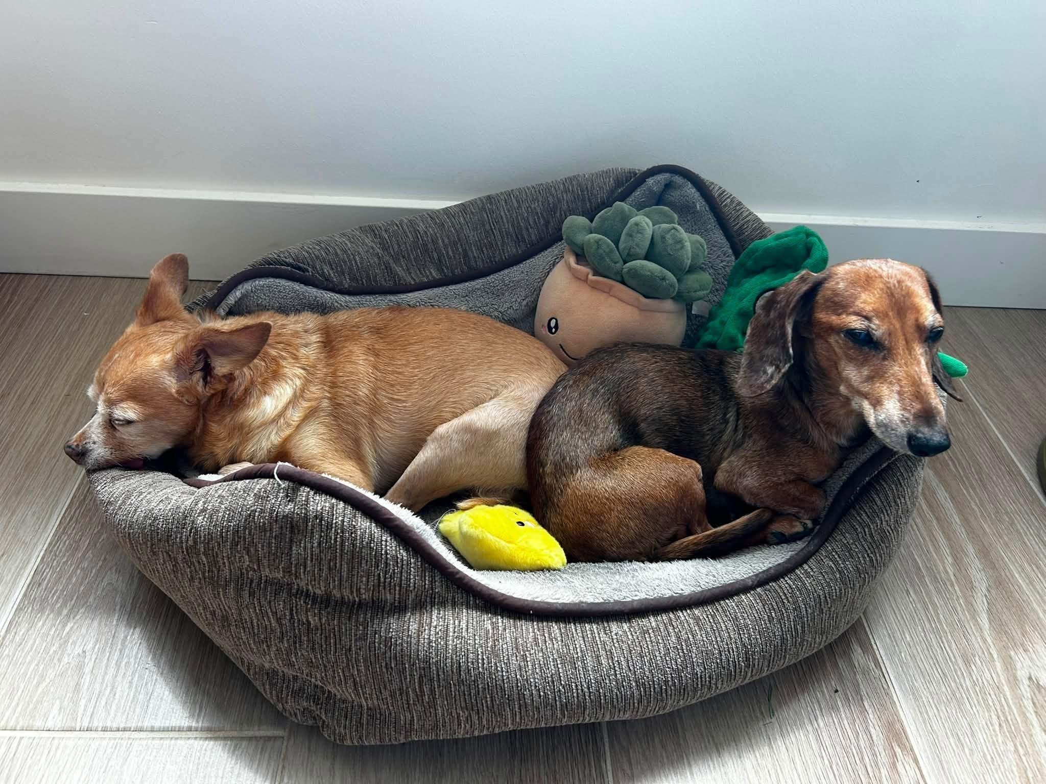 Enlarge Elijah, a ADOPTABLE Dachshund in Scottsdale, AZ image 3/4