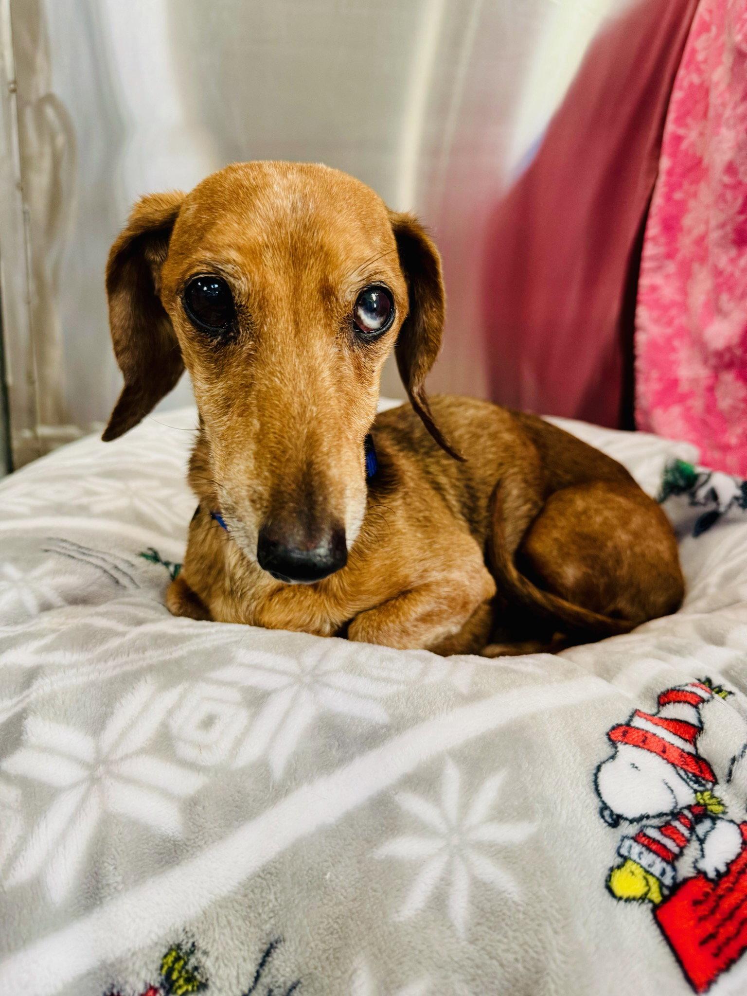 Elijah, ADOPTABLE, Senior Male Dachshund.