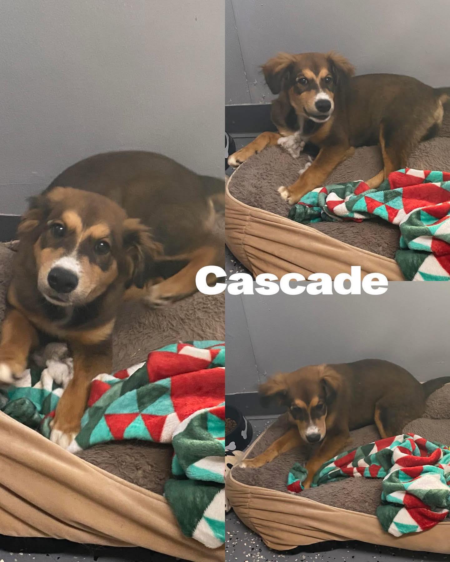 Cascade!