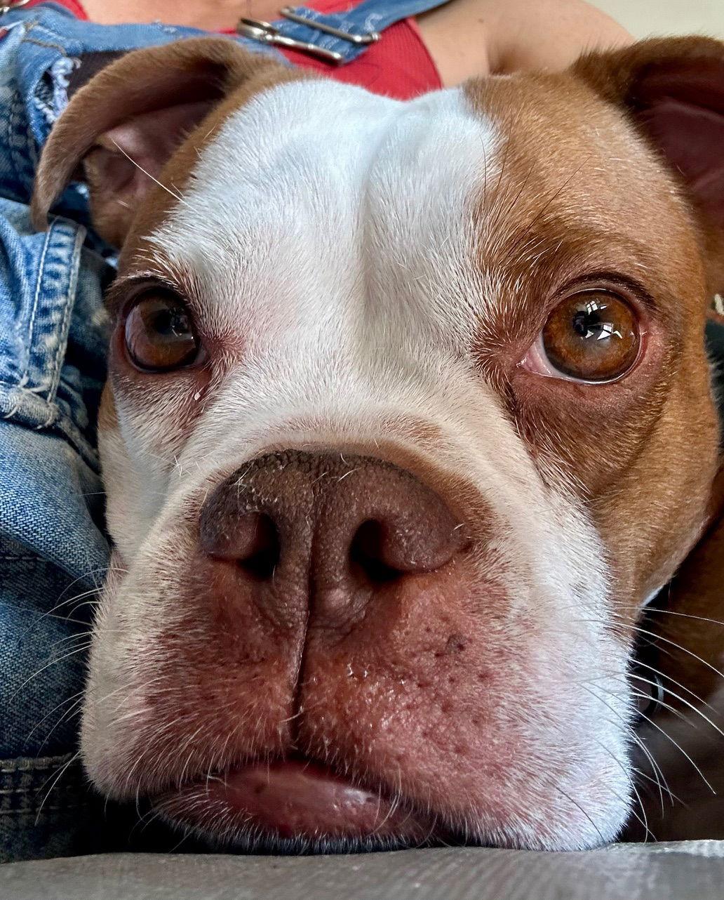 Emma, Adopted, Young Female Boston Terrier & Boxer.
