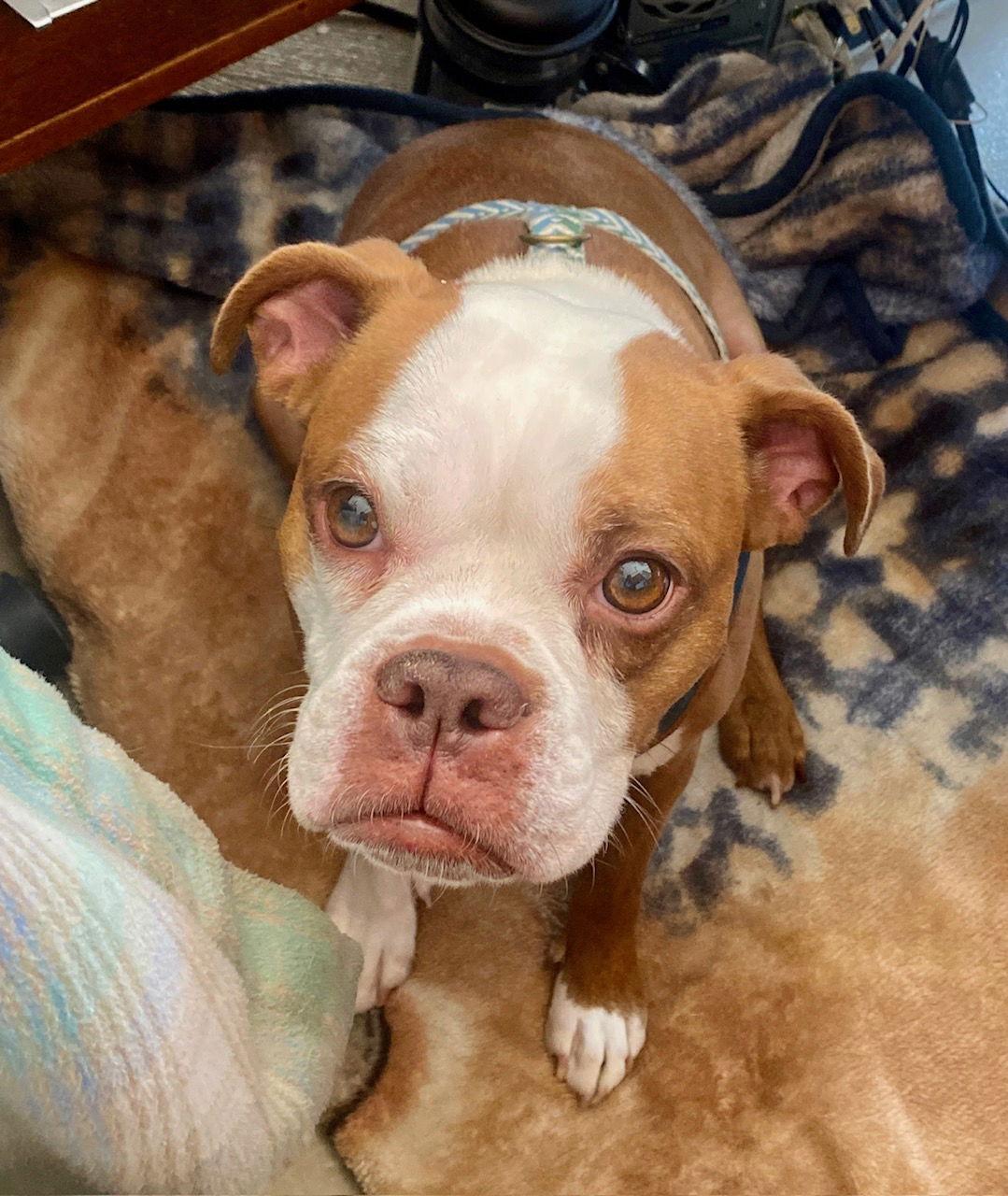 Emma, a Adopted mixed breed in Gainesville, TX image 2/2