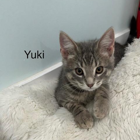 Enlarge Yuki (FA/FF), a Adoptable Domestic Short Hair in Sainte-Angele-de-Monnoir, QC image 2/3