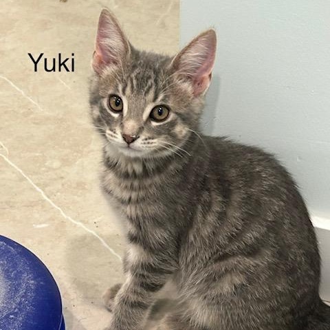 Enlarge Yuki (FA/FF), a Adoptable Domestic Short Hair in Sainte-Angele-de-Monnoir, QC image 3/3