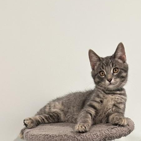 Enlarge Yuki (FA/FF), a Adoptable Domestic Short Hair in Sainte-Angele-de-Monnoir, QC image 1/3