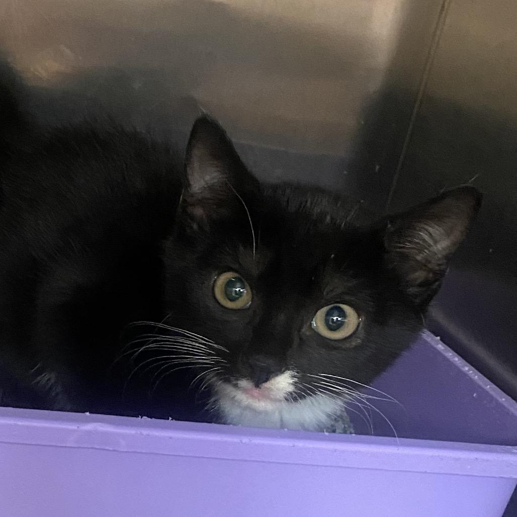 Goofy, Adoptable, Kitten Male Domestic Short Hair.