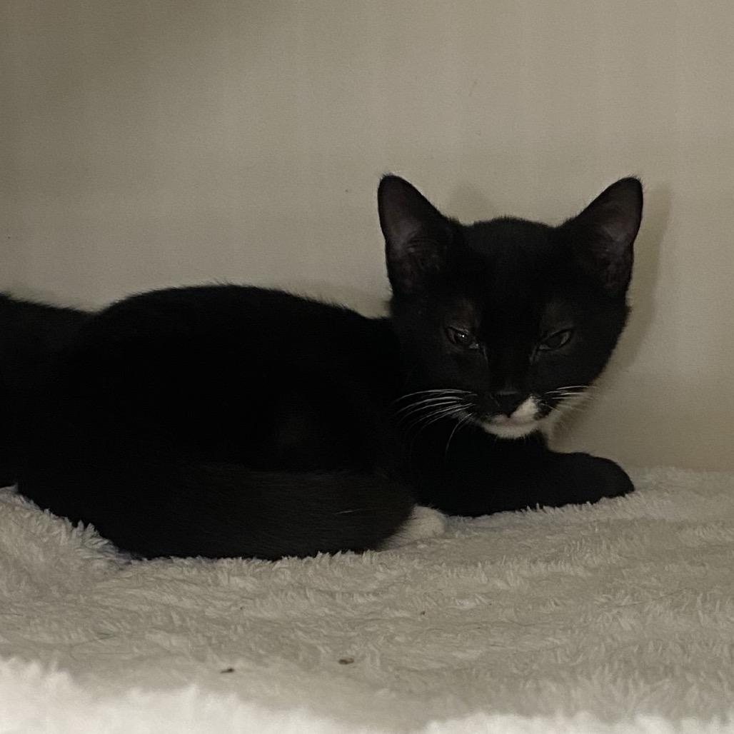 Enlarge Goofy, a Adoptable Domestic Short Hair in Columbus, GA image 2/2