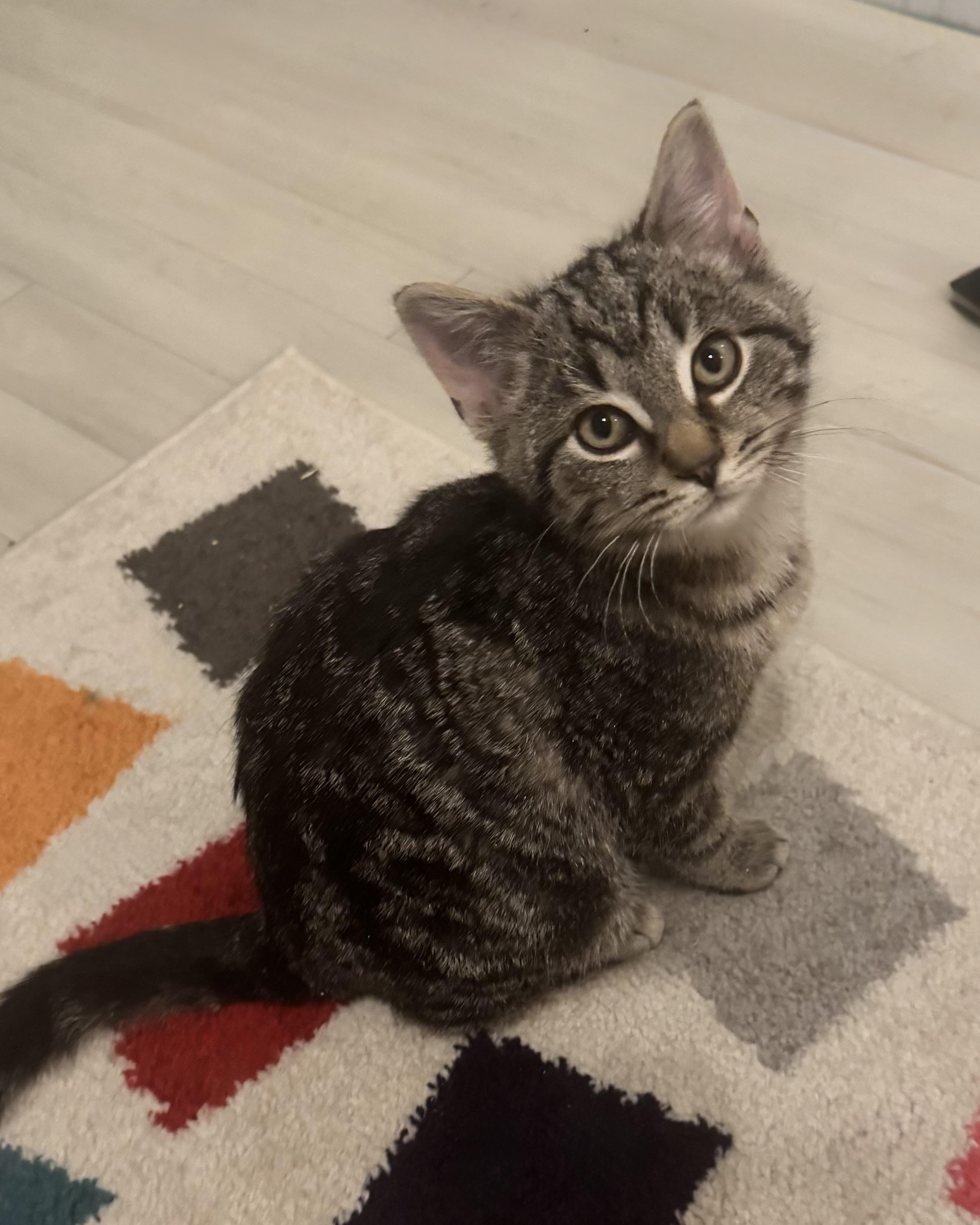 Enlarge Doc, an adopted Tabby in Saginaw, MI image 2/3