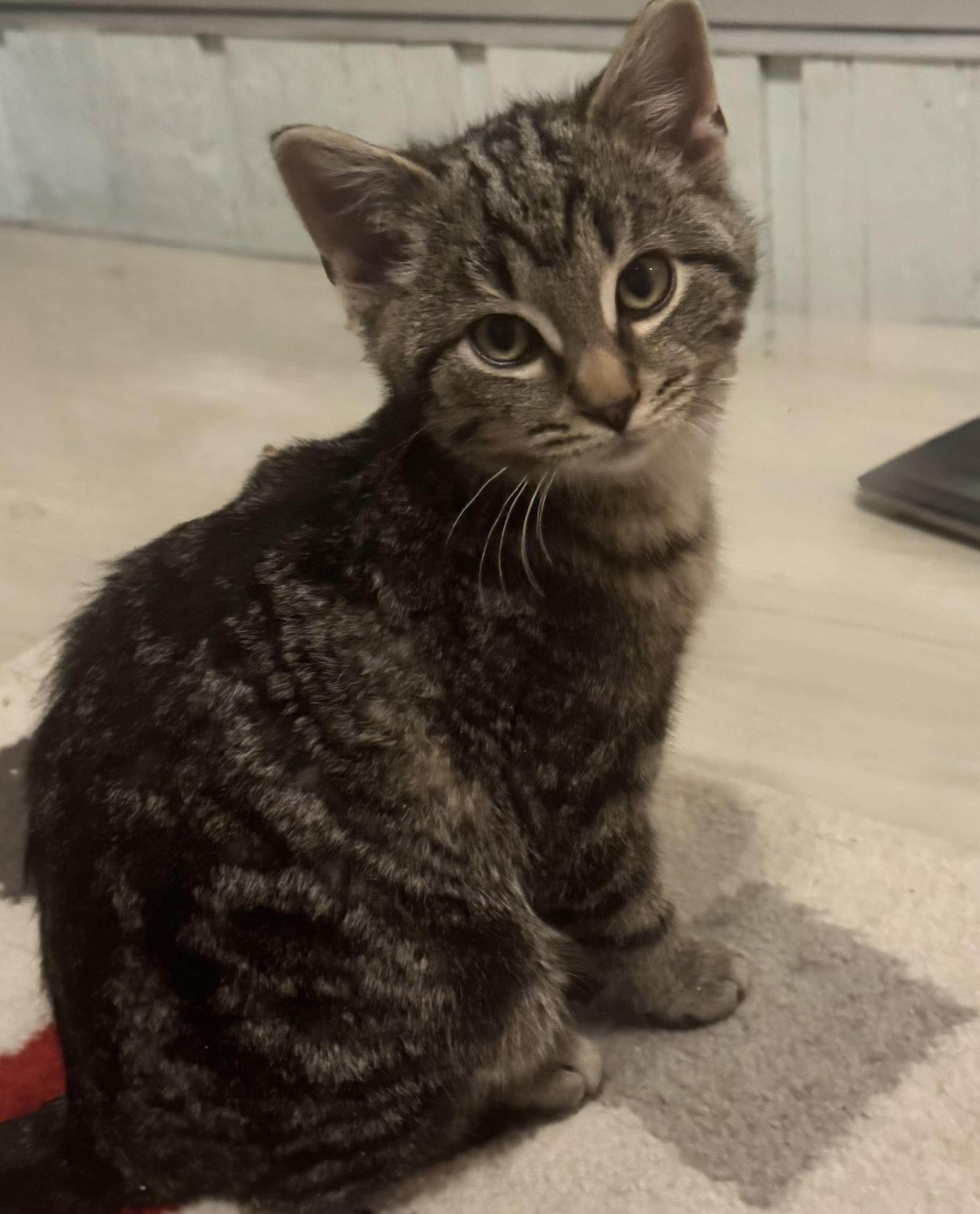 Enlarge Doc, an adopted Tabby in Saginaw, MI image 3/3