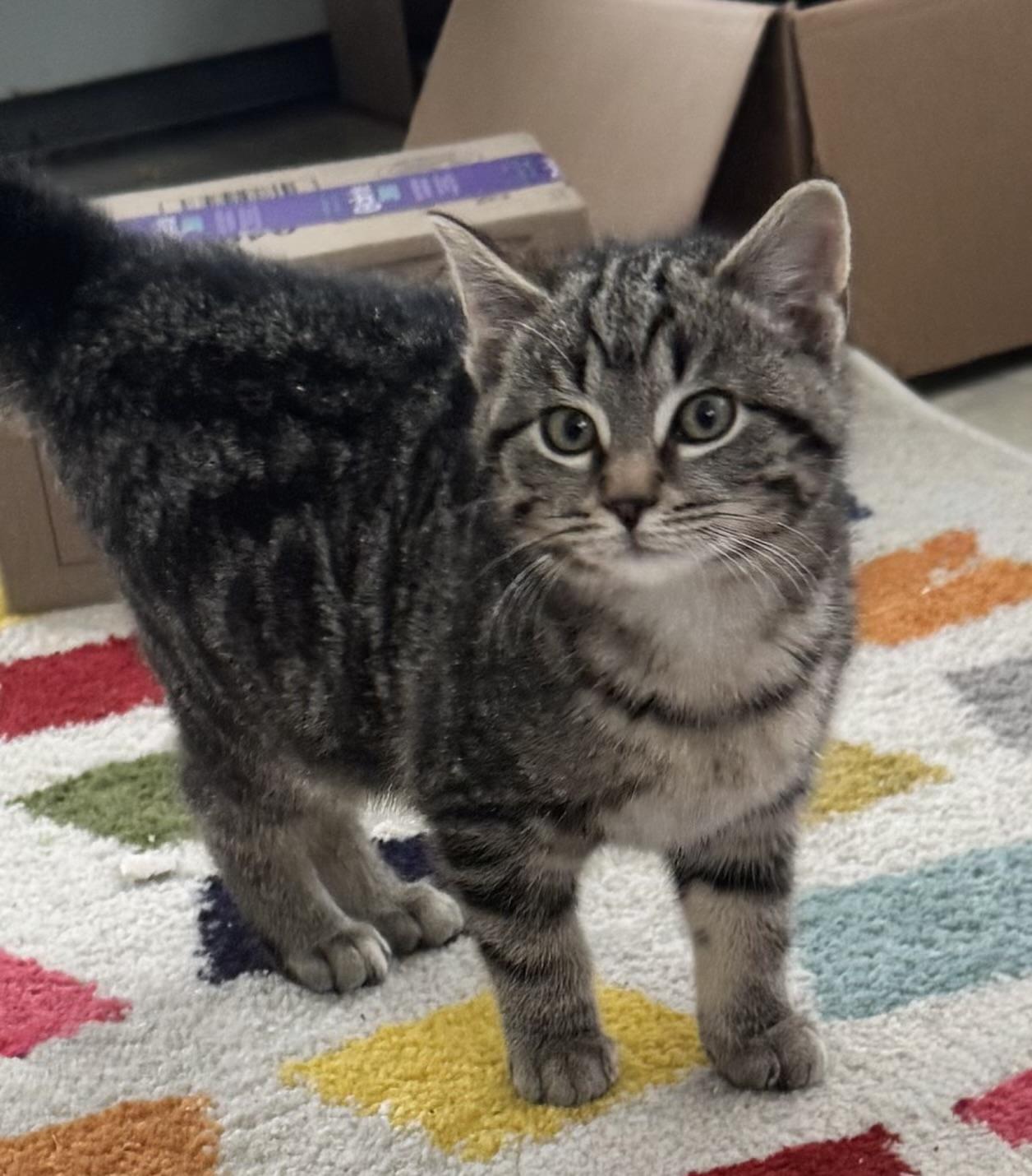 Doc, ADOPTABLE, Kitten Male Tabby.