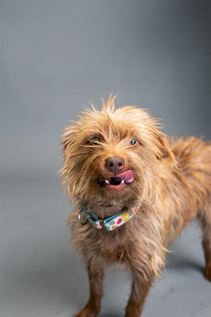 CANELA, Adoptable, Adult Female Chihuahua & Pit Bull Terrier.