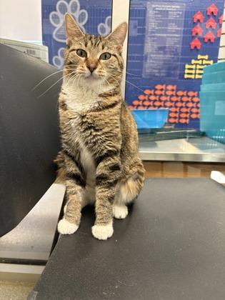 Ms. Bucket, Adoptable, Adult Female Domestic Short Hair & Domestic Short Hair.