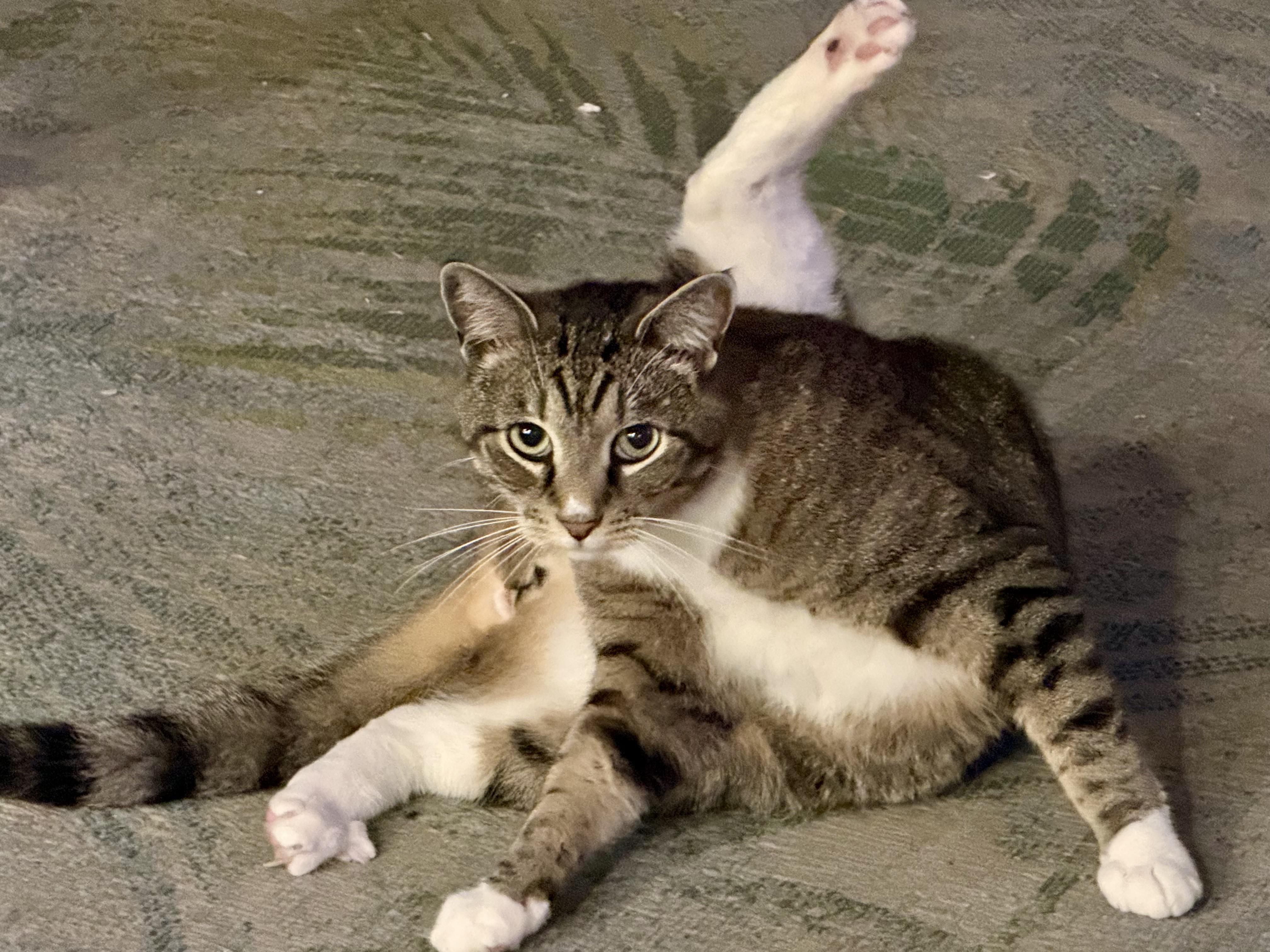 Joey (courtesy listing), an adopted Tabby in Myrtle Beach, SC image 4/5