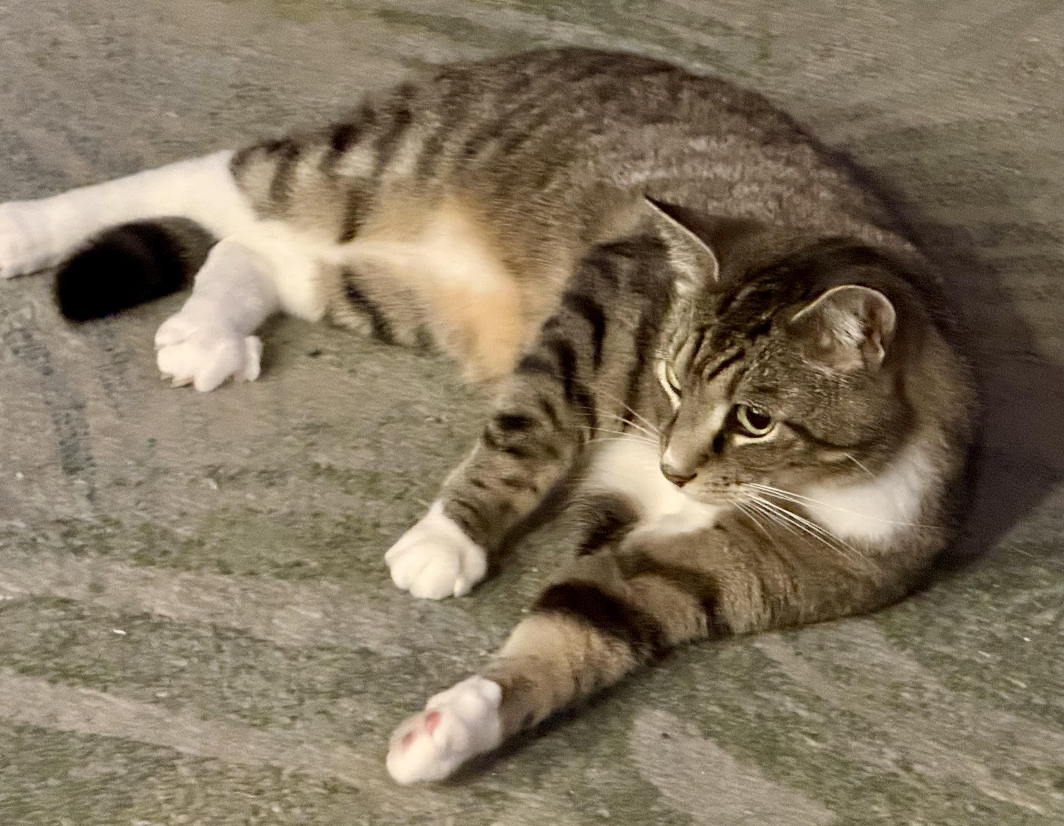 Joey (courtesy listing), an adopted Tabby in Myrtle Beach, SC image 5/5