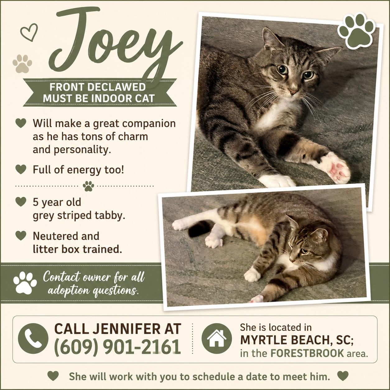 Joey (courtesy listing), adopted, Adult Male Tabby.