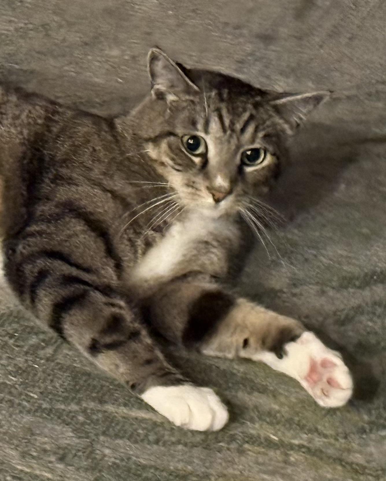 Joey (courtesy listing), an adopted Tabby in Myrtle Beach, SC image 2/5