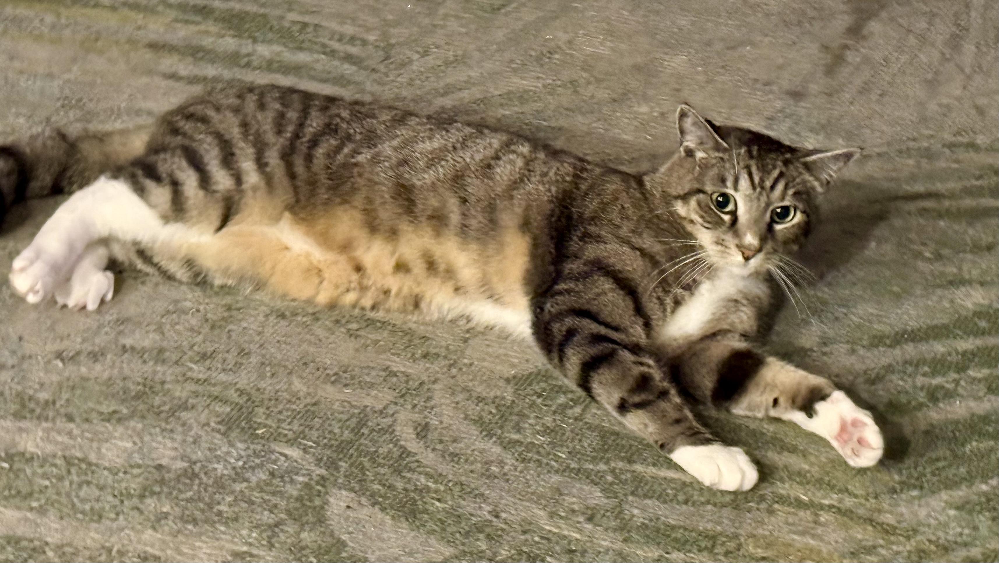 Joey (courtesy listing), an adopted Tabby in Myrtle Beach, SC image 3/5