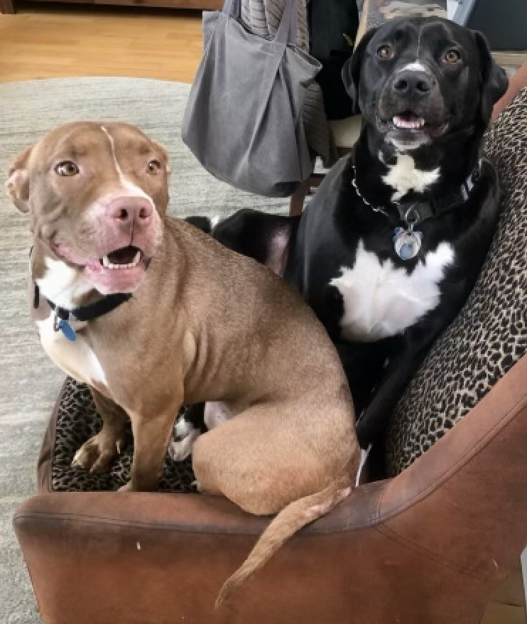 Clover, Adopted, Young Female Staffordshire Bull Terrier & American Staffordshire Terrier.