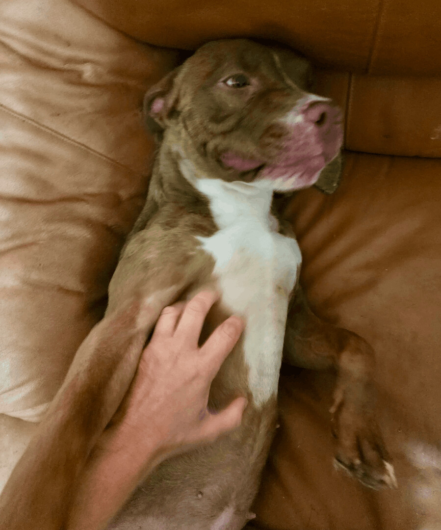 Clover, a Adopted mixed breed in San Francisco, CA image 2/6