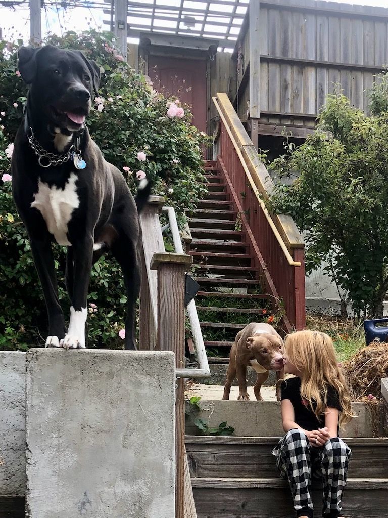 Clover, a Adopted mixed breed in San Francisco, CA image 4/6