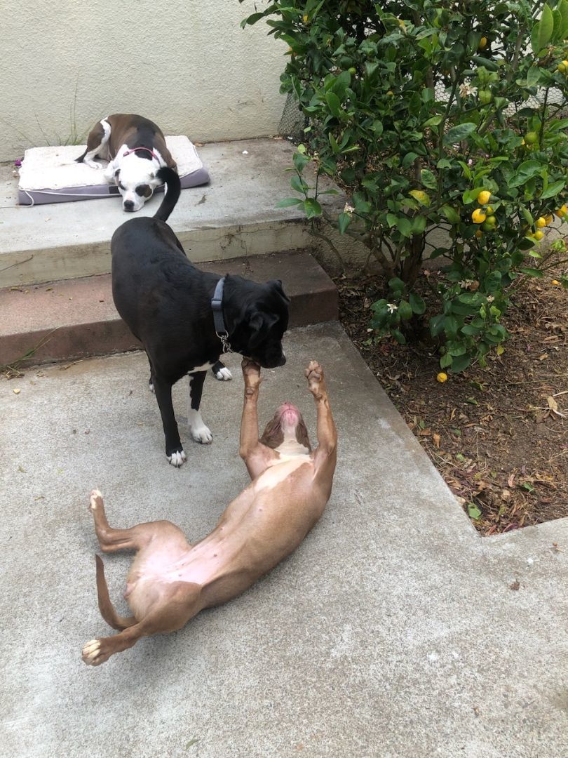 Clover, a Adopted mixed breed in San Francisco, CA image 5/6