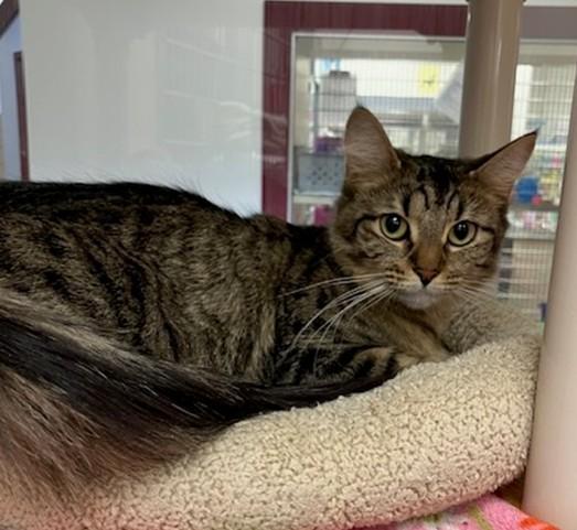 CHEETARA, Adoptable, Young Female Domestic Short Hair.