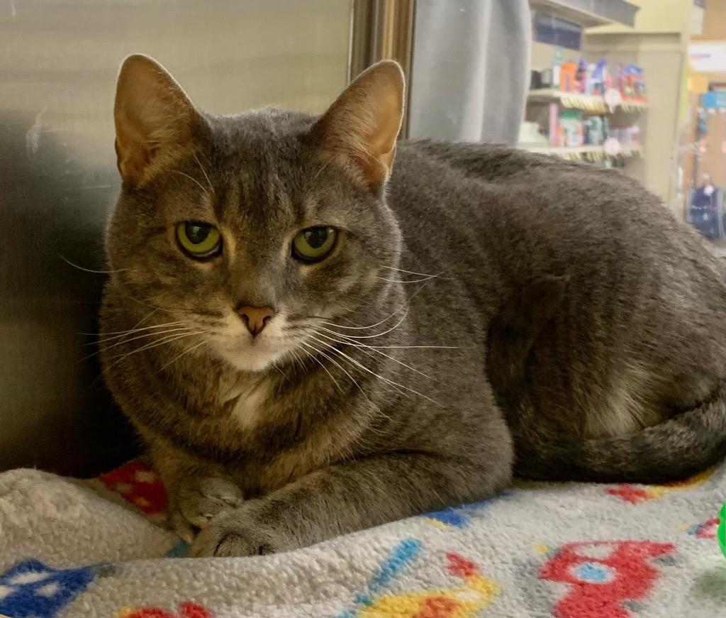 Chloe, Adoptable, Adult Female Domestic Short Hair.