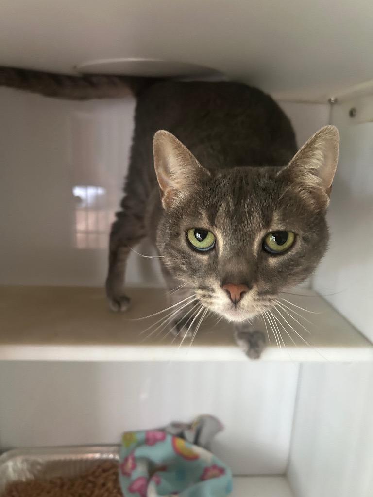 Chloe, Adoptable, Adult Female Domestic Short Hair.