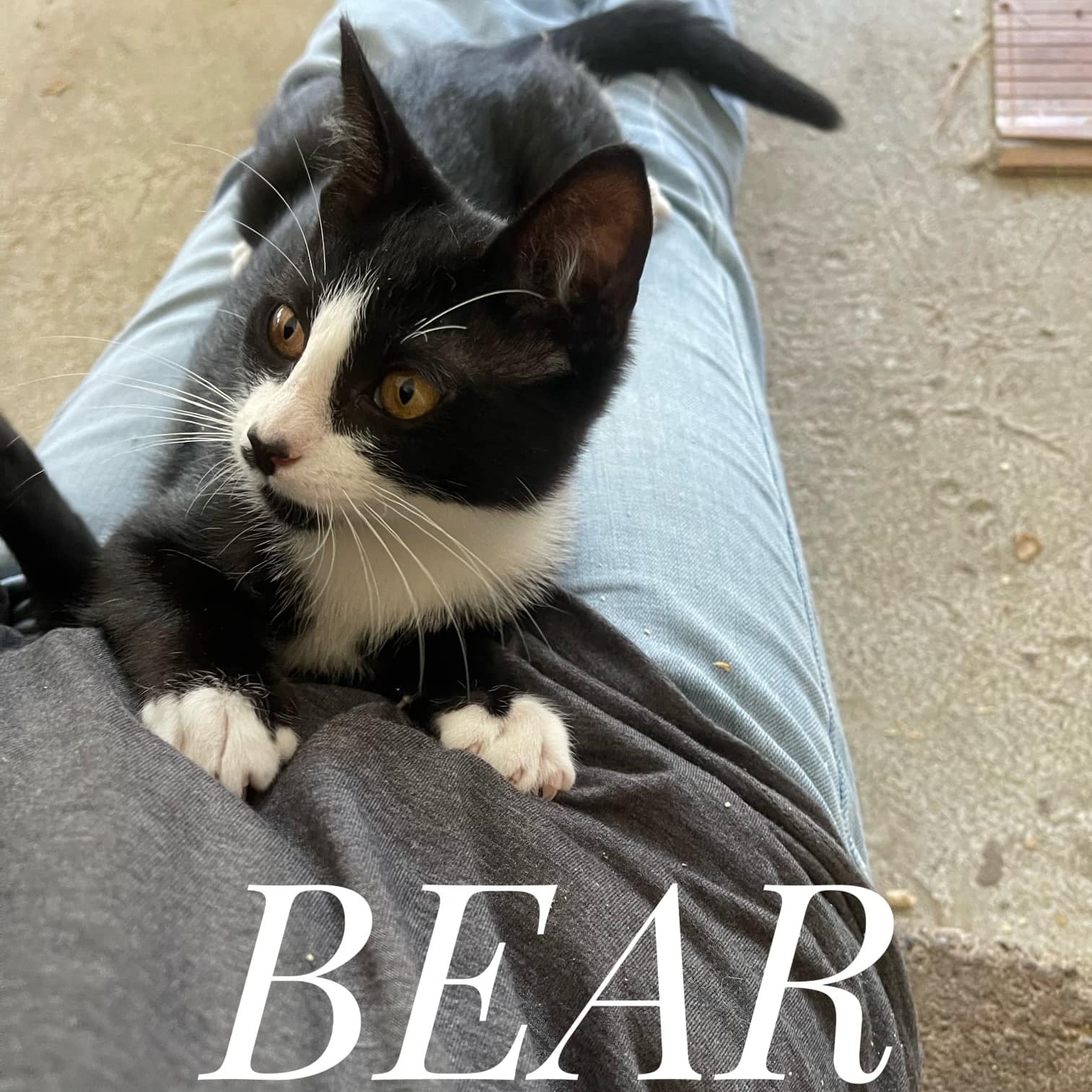 Cat for adoption Bear, a Domestic Short Hair in Cortland, NY Petfinder
